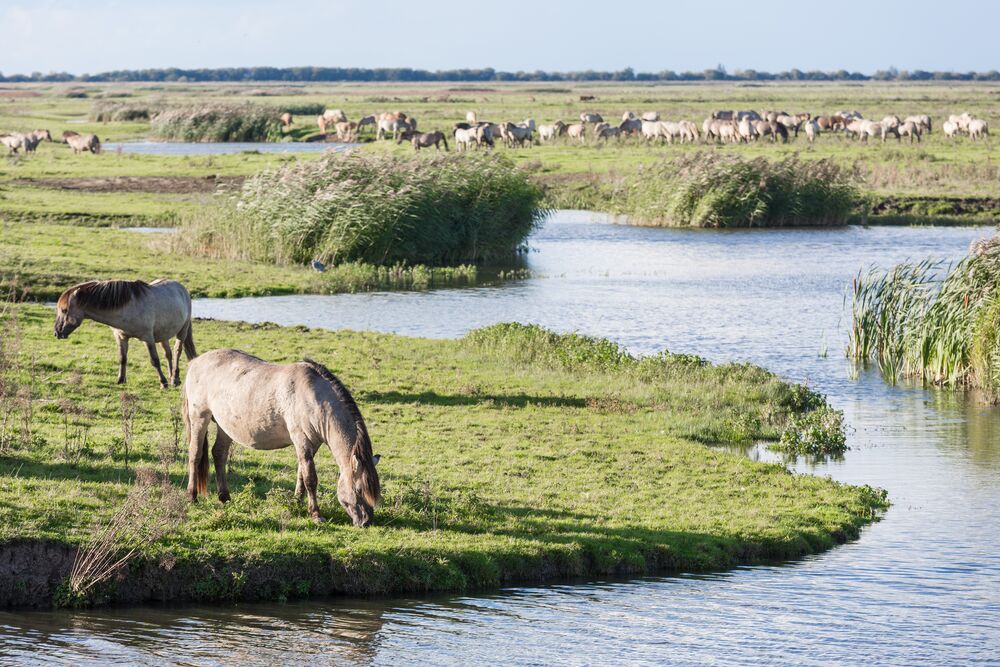 Cavalli riserva naturale di Oostvaardersplassen